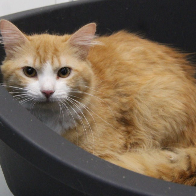 Passion - Chat Européen à adopter