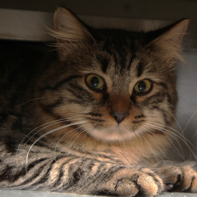 Coco - Chat Européen à adopter
