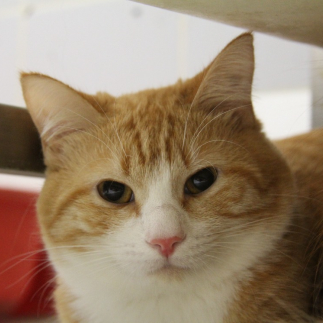 Abricot - Chat Européen à adopter