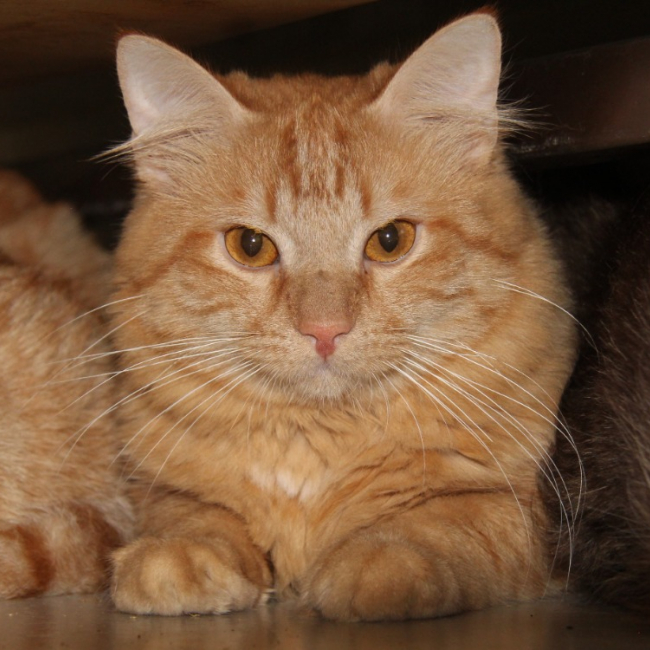 Kiwi - Chat Européen à adopter