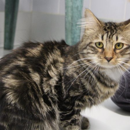 Moustique - Chat Européen à adopter