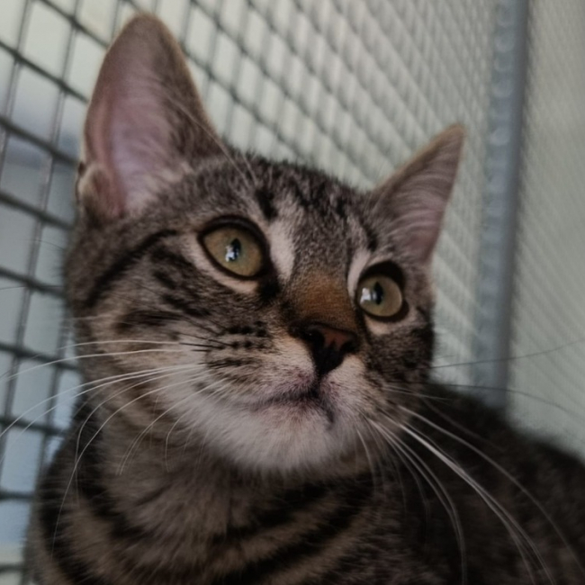 Tigrou - Chat à adopter