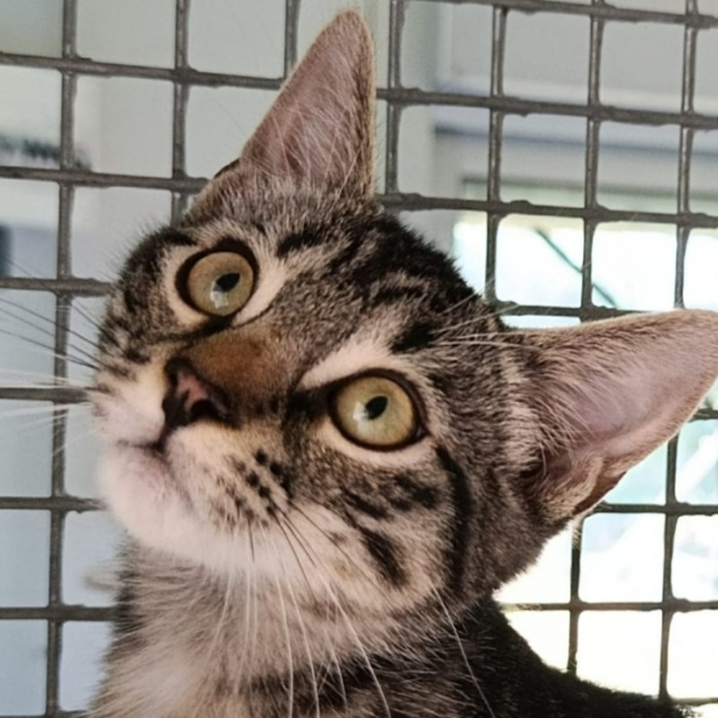 Coco - Chat à adopter