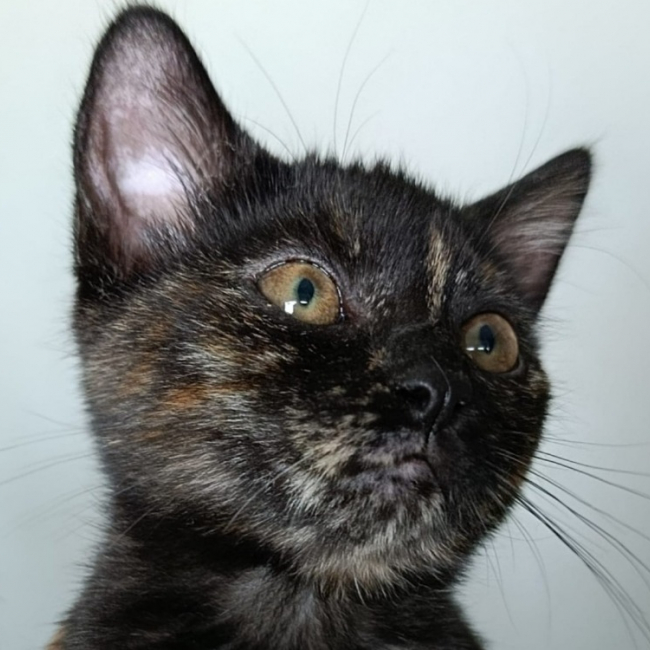 Ersulie - Chat Européen à adopter