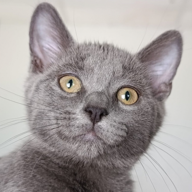 Azazel - Chat Européen à adopter