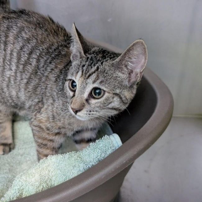 Nori - Chat Européen à adopter