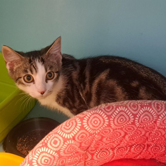 Ronaldo - Chat Européen à adopter