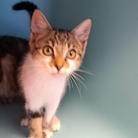 Messie - Chat Européen à adopter