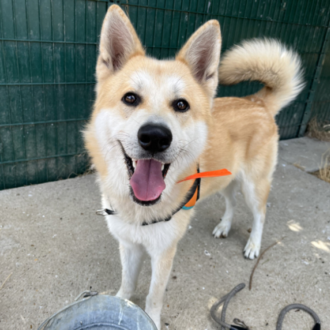 KawaÏ - Chien à adopter
