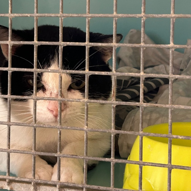 Grisou - Chat Européen à adopter
