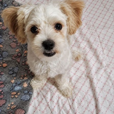 Pilou - Chien à adopter