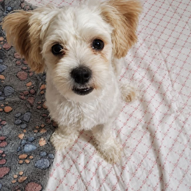 Pilou - Chien à adopter