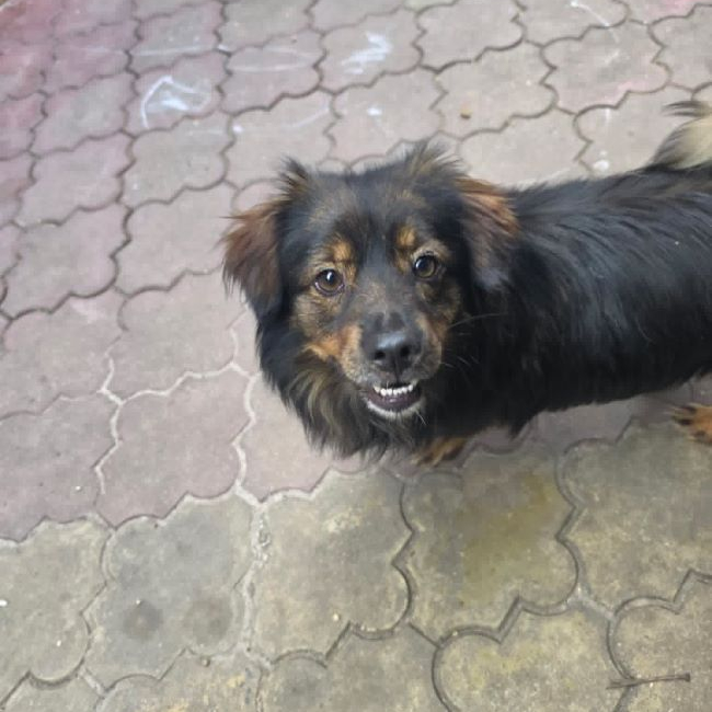 Mako - Chien à adopter