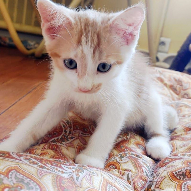 MILK - Chat à adopter