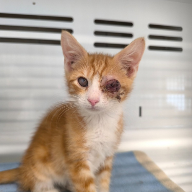 Billy - Chat Européen à adopter