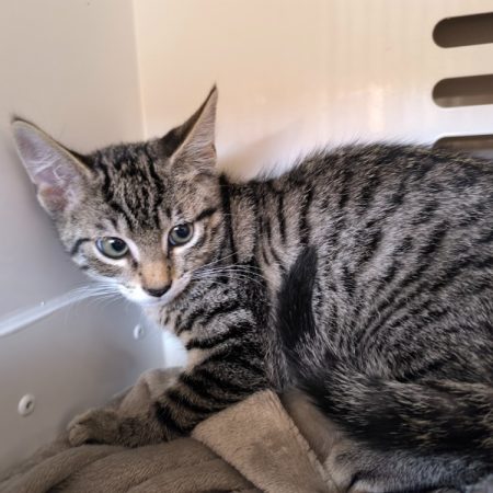 Bijou - Chat Européen à adopter