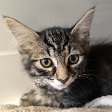 Beaute - Chat Européen à adopter