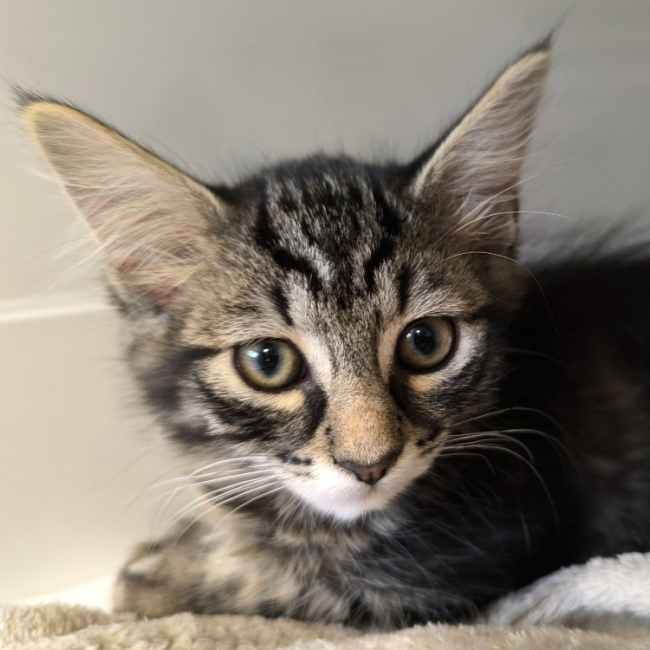 Beaute - Chat Européen à adopter