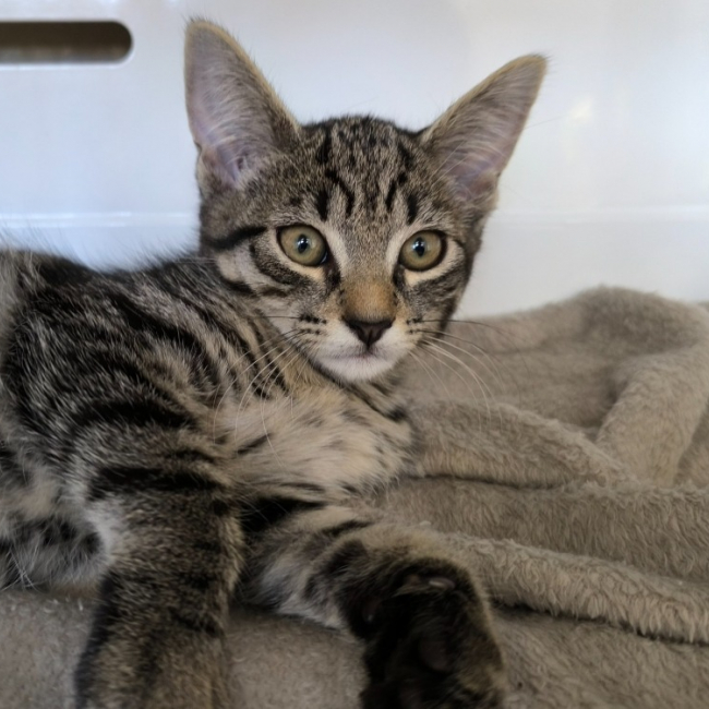 Bella - Chat Européen à adopter