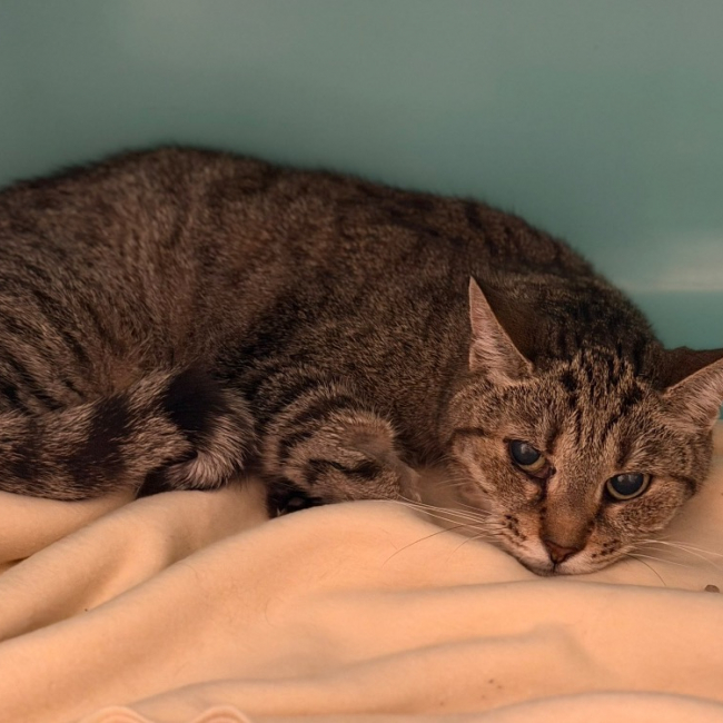 Cayette - Chat Européen à adopter