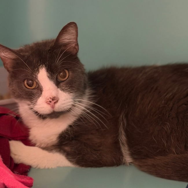 Phoënix - Chat Européen à adopter
