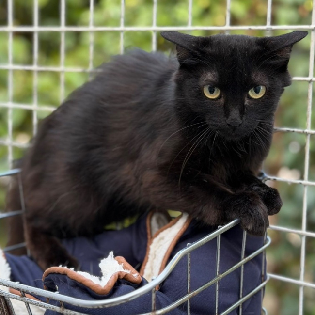 Linoa - Chat Européen à adopter