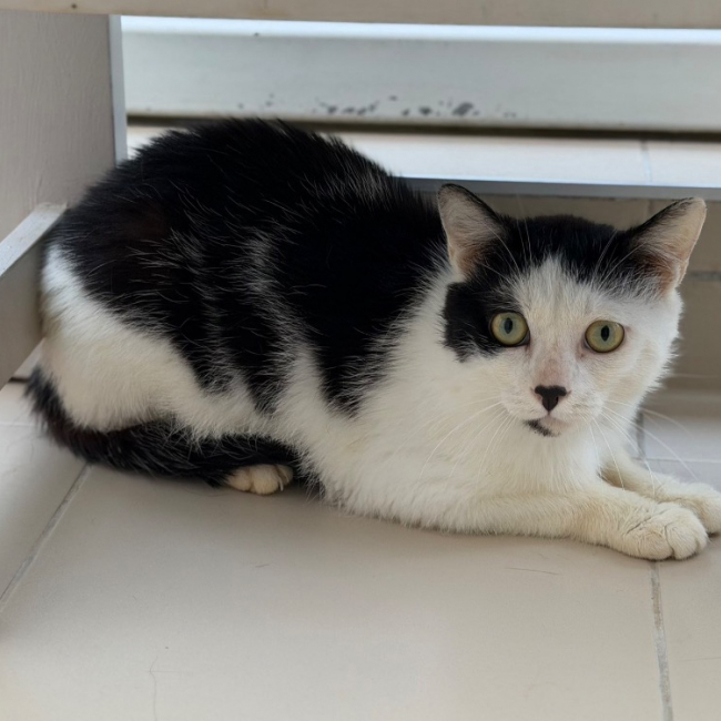 Panda - Chat Européen à adopter