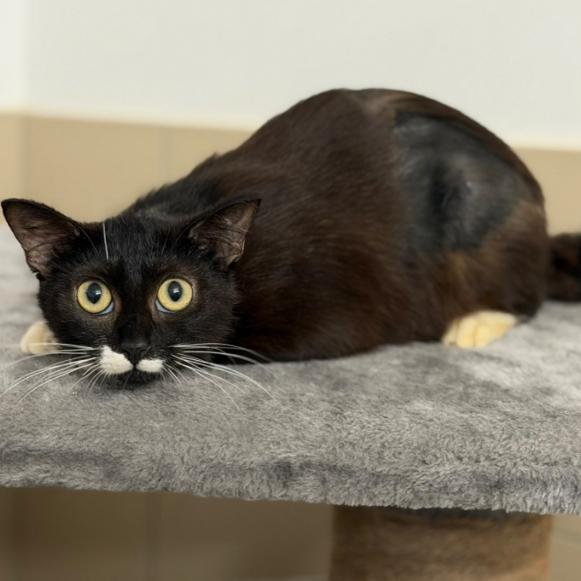 Lulu - Chat Européen à adopter