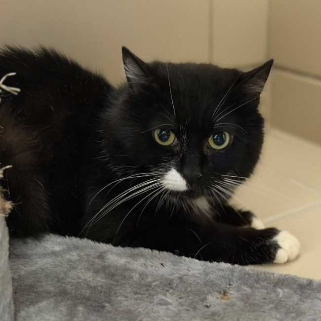Pupuc - Chat Européen à adopter