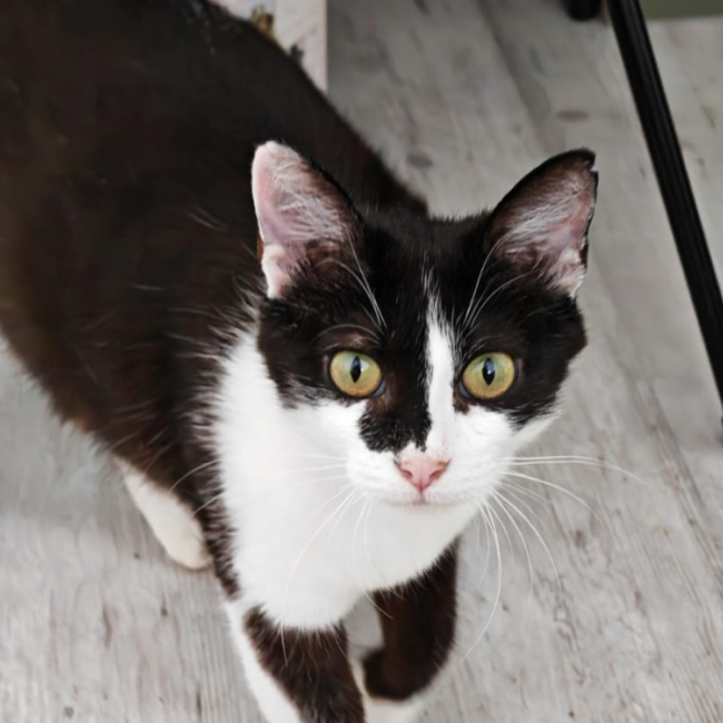 Mistake - Chat Européen à adopter