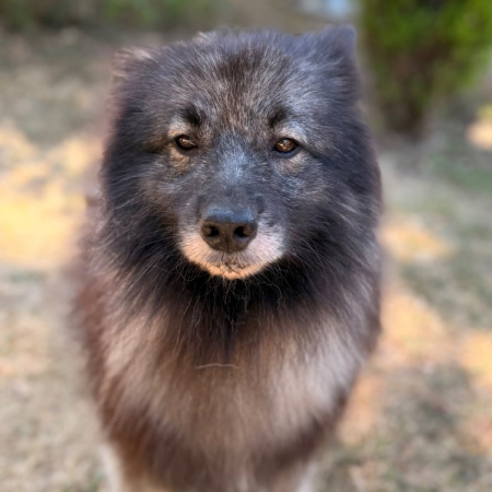 Sanka - Chien Spitz Allemand à adopter