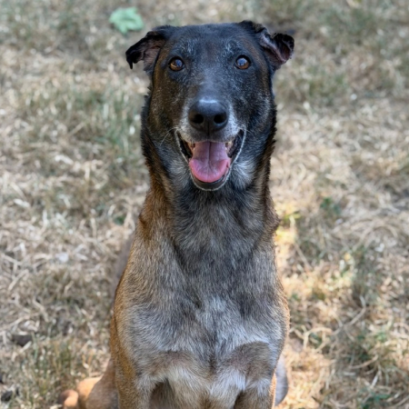 Laika - Chien Berger Belge Malinois à adopter
