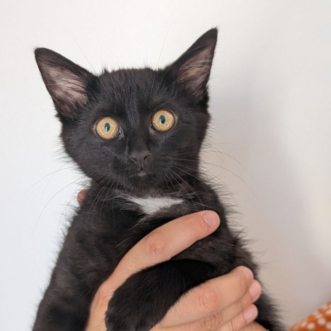 Honda - Chat Européen à adopter
