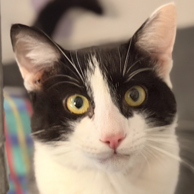 Miaoujito - Chat Européen à adopter