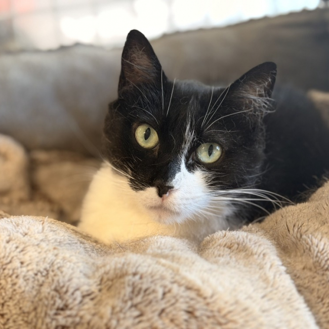 Dowsie - Chat Européen à adopter