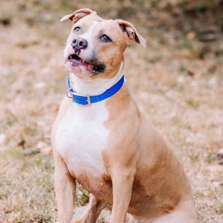 Chachou - Chien Bouledogue Américain à adopter