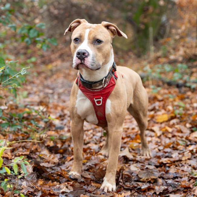 Chachou - Chien Bouledogue Américain à adopter