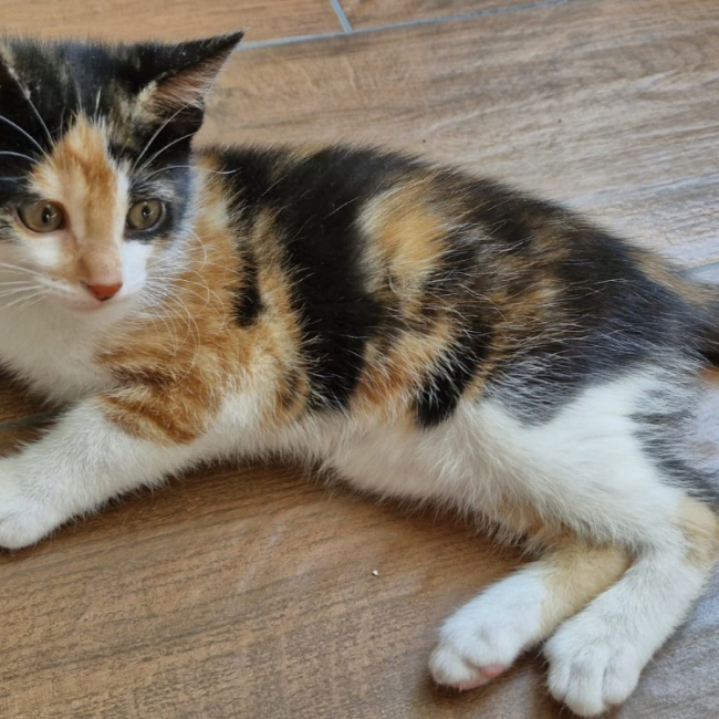 Samba "réservé" - Chat Européen à adopter