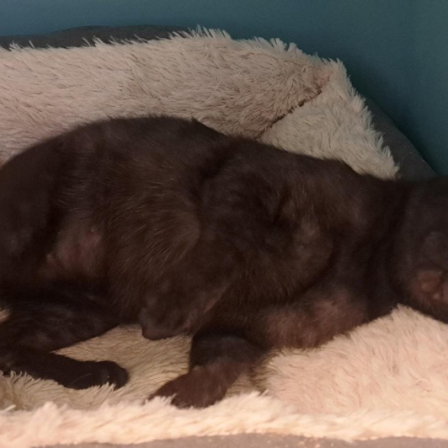 Soare - Chat à adopter