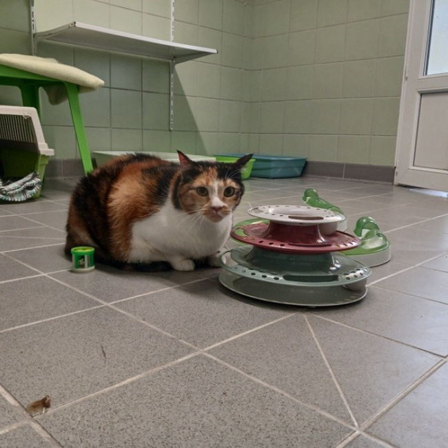 Rosi - Chat Européen à adopter