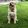 Oscar