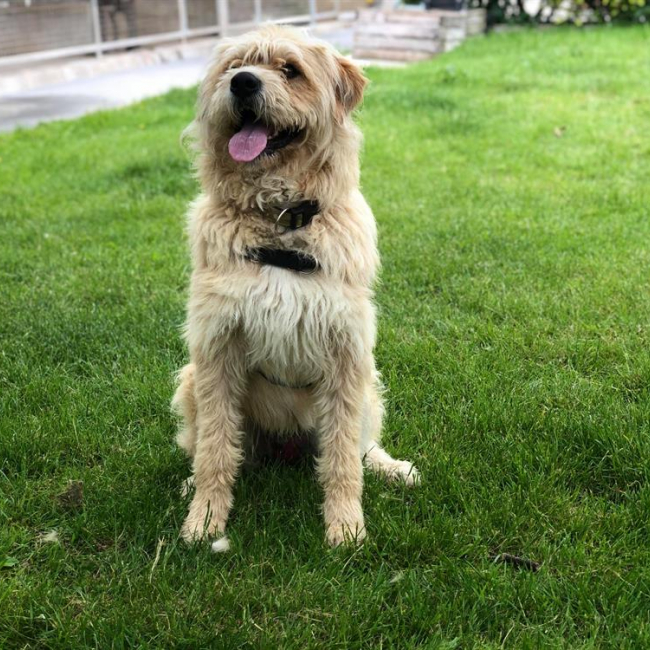 Oscar - Chien Briquet Griffon Vendéen à adopter