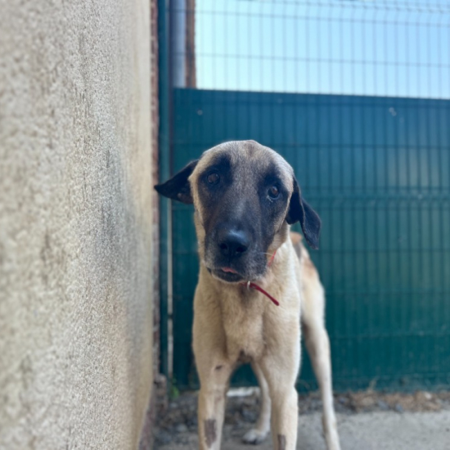 Neo - Chien Berger d'Anatolie à adopter