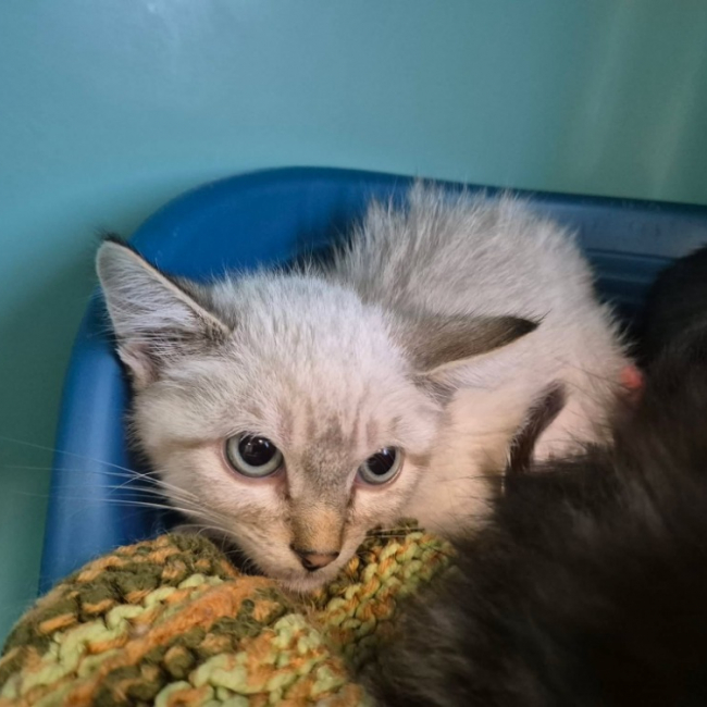 Cool - Chat Européen à adopter