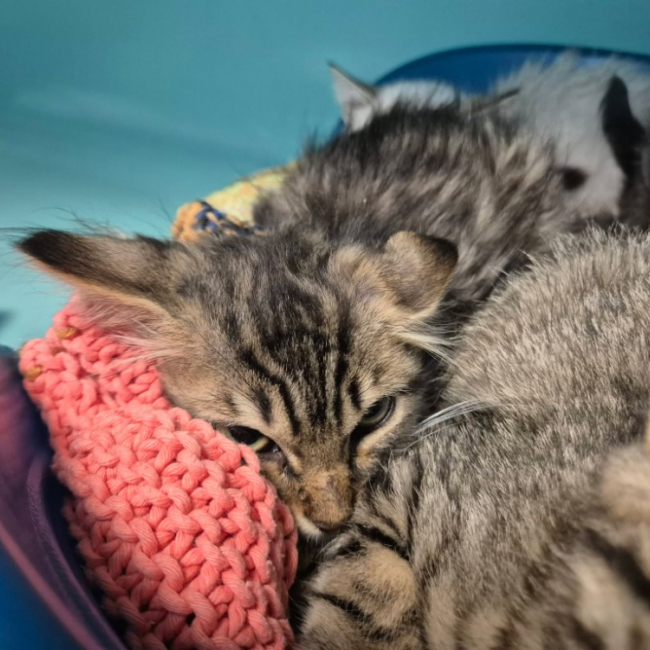 Sympa - Chat Européen à adopter