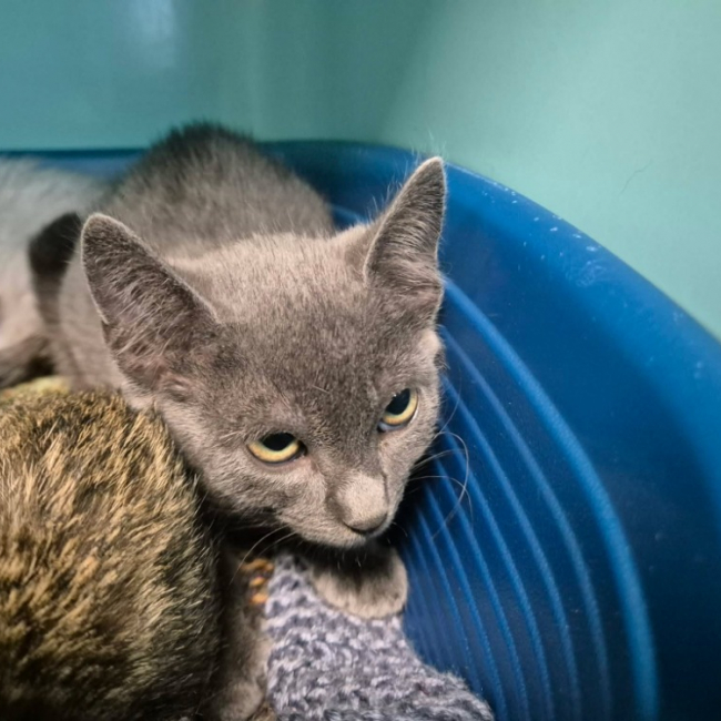 Charmant - Chat Européen à adopter