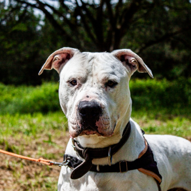 Saiko - Chien à adopter