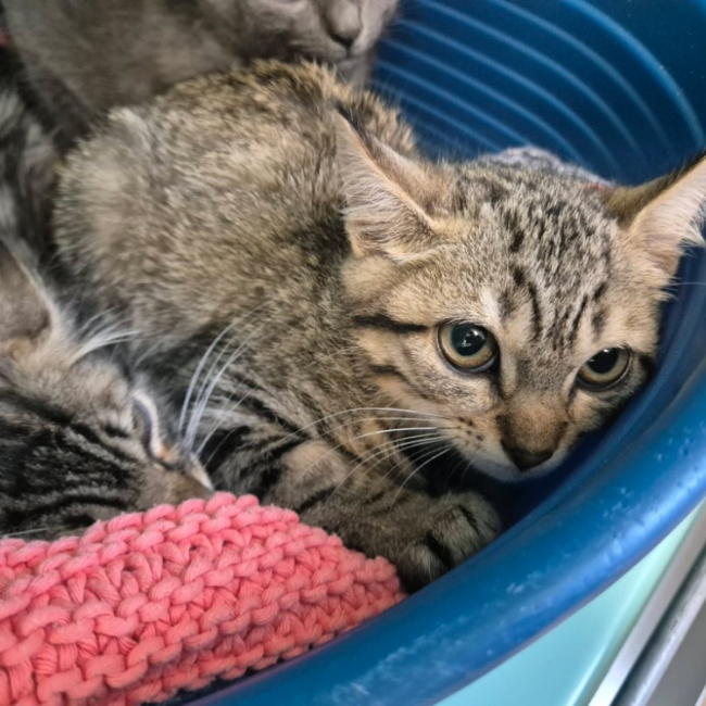Sublime - Chat Européen à adopter