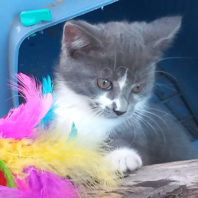 Sigma - Chat Européen à adopter