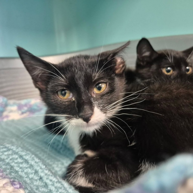 Trognon - Chat Européen à adopter